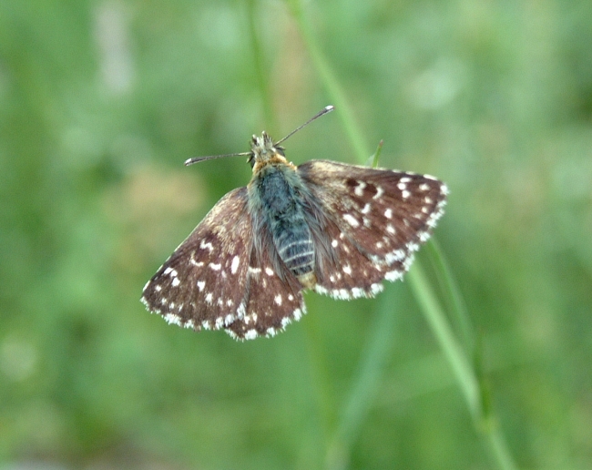 Spialia sertorius